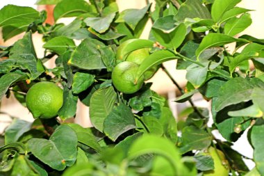 Yeşil limon meyve limon ağacı üzerinde