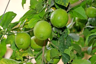 Yeşil limon meyve limon ağacı üzerinde