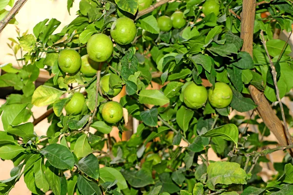 Grüne Zitronen auf dem Baum, die Frucht-Zitronen — Stockfoto