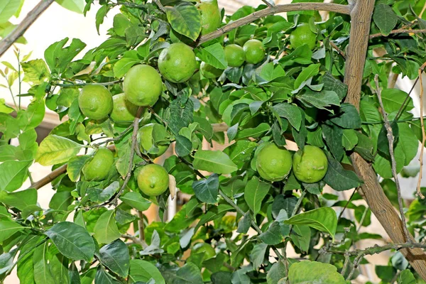 Limones verdes en el árbol, la fruta Limones — Foto de Stock