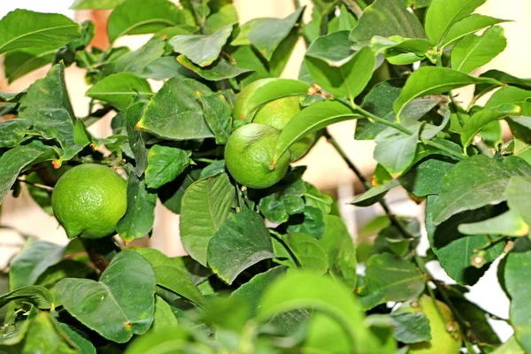 Green Lemons on the tree, the fruit Lemons