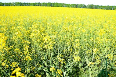 Çevre yakıtının beklendiği sarı çiçek tarlası