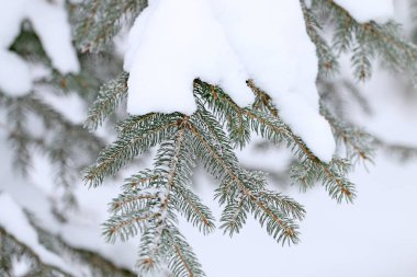 Frost ve ormandaki karla kaplı kar kış ağaç kaplı