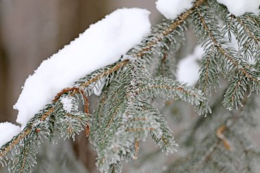Frost ve ormandaki karla kaplı kar kış ağaç kaplı