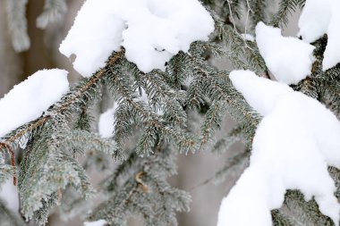 Frost ve ormandaki karla kaplı kar kış ağaç kaplı