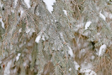 Frost ve ormandaki karla kaplı kar kış ağaç kaplı