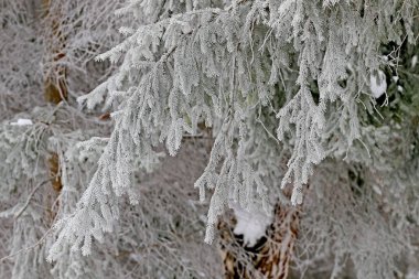 Hediye kış ağacında, dallar don ve karla kaplı ormandaki karla kaplı