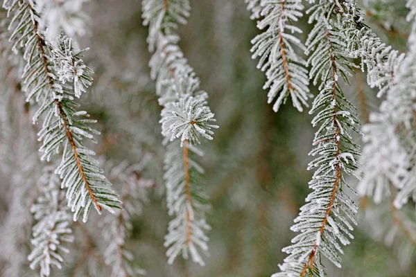 Regalo Sull Albero Natale Inverno Aghi Ricoperti Gelo Neve Innevata — Foto Stock