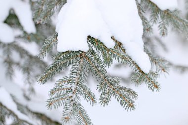 Frost ve ormandaki karla kaplı kar kış ağaç kaplı