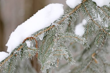Frost ve ormandaki karla kaplı kar kış ağaç kaplı