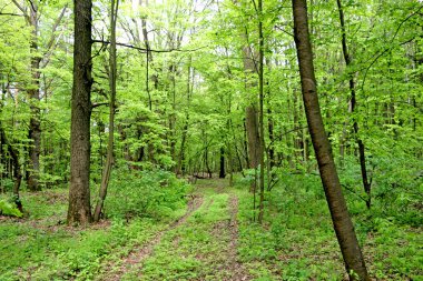 Canlı ağaçlar, bahar, bahar aylarında yeşil ölü ağaçlar