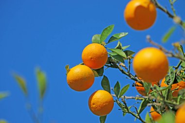 gökyüzüne karşı bir ağaçta olgun mandalina