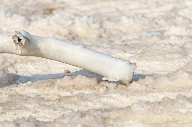 Ölü deniz tuzu ile kaplı tahta sopa