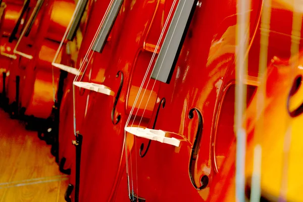 Grande Violino Violoncelo Vitrines — Fotografia de Stock