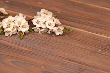 ahşap arka plan bahar beyaz çiçek