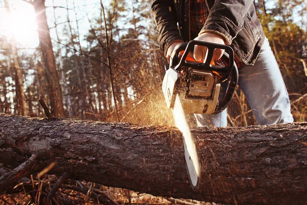 Ormandaki chainsaw ile Logger çalışma