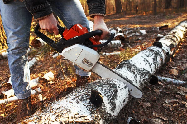 Ormandaki chainsaw ile Logger çalışma