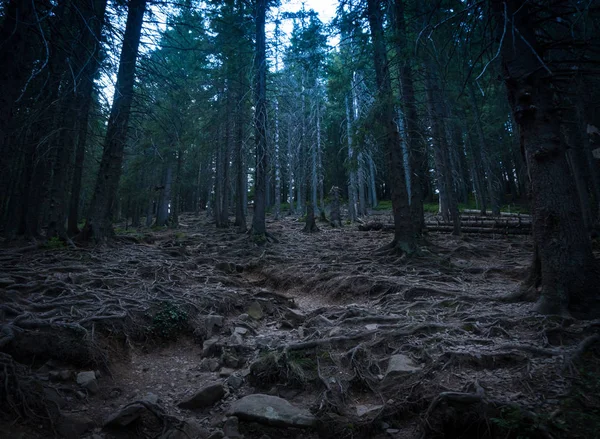 Tmavě jehličnatého lesa. Tajemný les v mlze — Stock fotografie