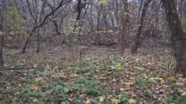 Korkunç mistik sonbahar / kış ormanı hareket halinde. Ağır sis dumanı ve sisli uzun köknar ağaçları olan orman gibi bir peri masalında yürürken veya geçerken Gimbal steadicam hareketi