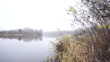 Korkunç mistik sonbahar / kış ormanı hareket halinde. Ağır sis dumanı ve sisli uzun köknar ağaçları olan orman gibi bir peri masalında yürürken veya geçerken Gimbal steadicam hareketi