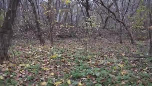 Scary Mystical Autumn Winter Forest Motion Gimbal Steadicam Movement Walk — Stock Video