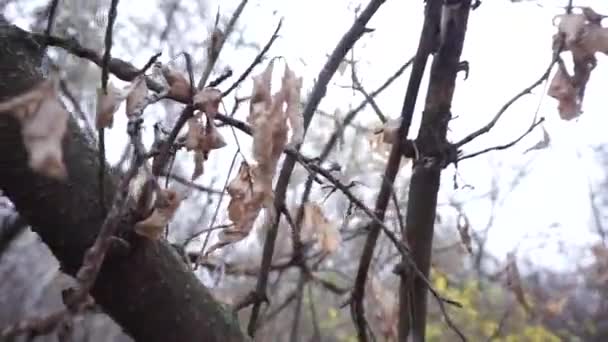 Ijesztő Misztikus Őszi Téli Erdő Mozgásban Gimbal Steadicam Mozgás Ahogy — Stock videók