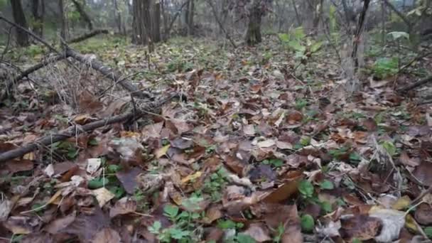 Floresta Mística Assustadora Outono Inverno Movimento Gimbal Steadicam Movimento Como — Vídeo de Stock