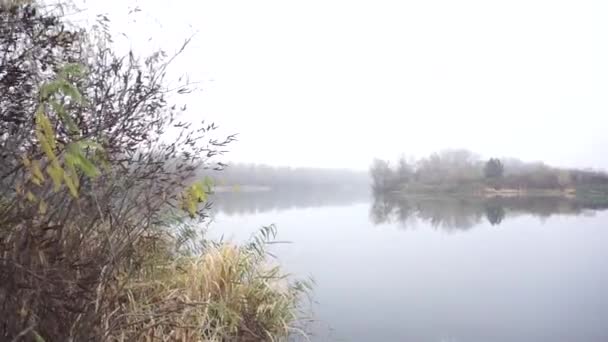 Espeluznante Bosque Místico Otoño Invierno Movimiento Movimiento Steadicam Gimbal Mientras — Vídeo de stock