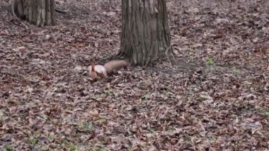 Denizci eğitim subayı, 2. Atış poligonunda üç öğrencinin şınav çekmesini izliyor.