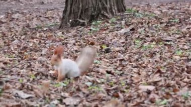 Denizci eğitim subayı, 2. Atış poligonunda üç öğrencinin şınav çekmesini izliyor.