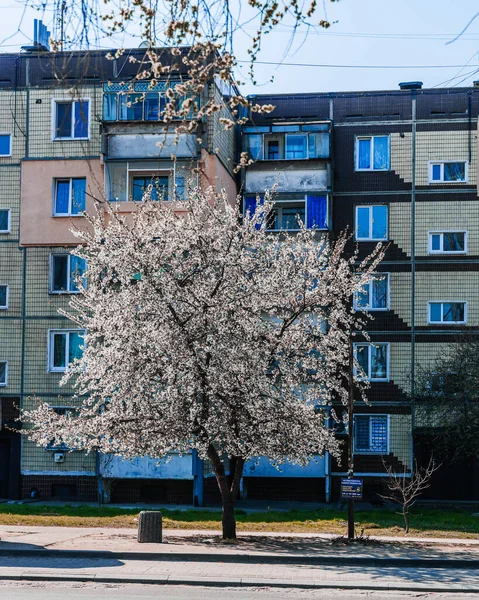 Ukrayna. NickOPOL. Haziran 2017: Ukrayna Şehir Konseyi