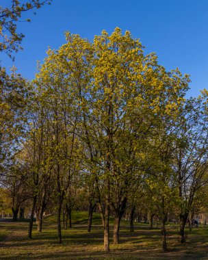Ukrayna. NickOPOL. Haziran 2017: Ukrayna Şehir Konseyi