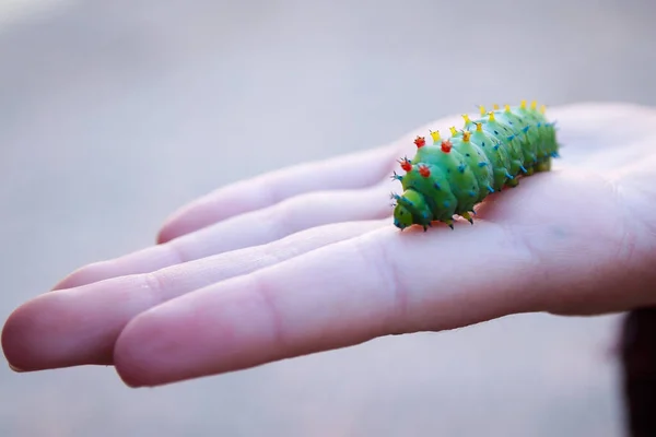 Gąsienica Cecropia Moth Siedzi Ręce Dziecka — Zdjęcie stockowe