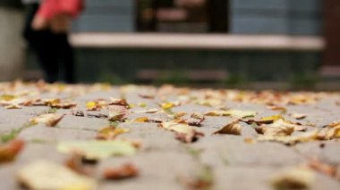 Kömür topakları sonbahar yaprakları.