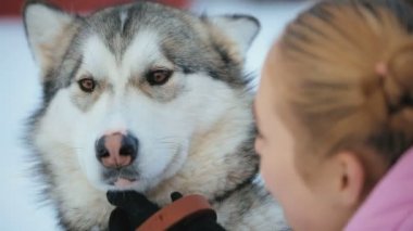 Bir köpek doğurmak-in Malamute portresi