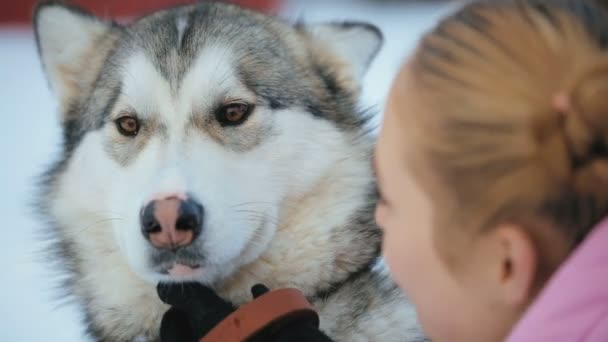 Retrato de um cão Raças de Malamute — Vídeo de Stock