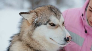 Malamute köpek ve onun metresi