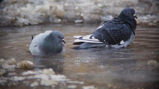 Голуби купаются в холодной воде — стоковое видео