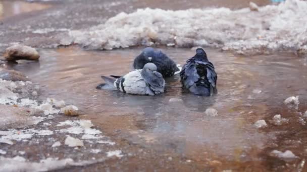 Tauben baden im schmutzigkalten Wasser — Stockvideo