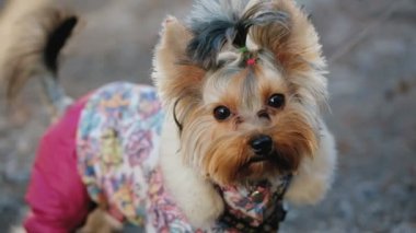 Soğuktan titriyordu köpek