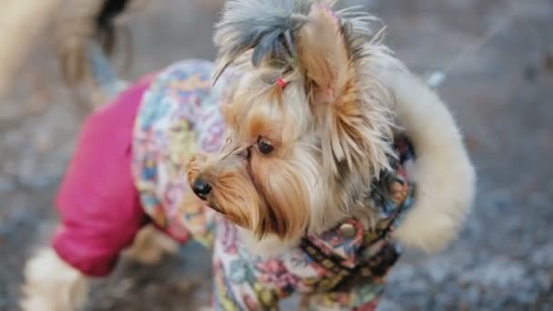 Terrier Yorkshire atraente Poses . — Vídeo de Stock