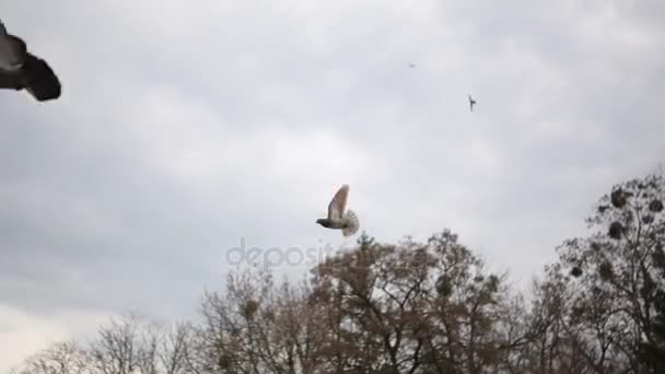 Uno stormo di uccelli, piccioni, che volano e volano — Video Stock