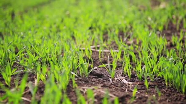 The Young Sprouts of Beer Barley — Stock Video