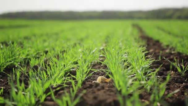 Campo con cebada germinada — Vídeo de stock