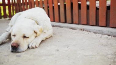 Labrador köpeği yalnız hissediyorum