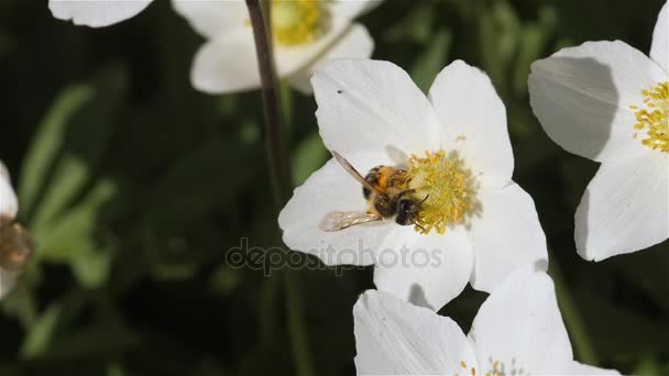 Bee latanie zbieranie pyłku z kwiatów — Wideo stockowe