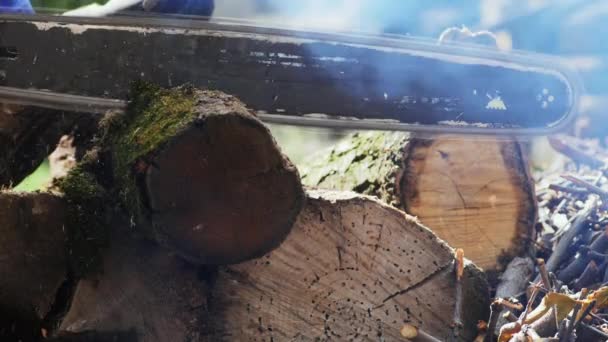 Лесоруб рубит ствол дерева — стоковое видео