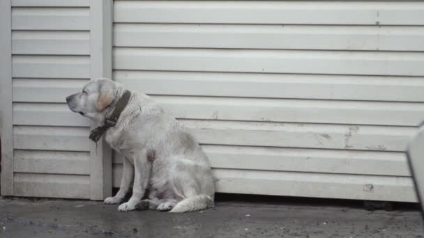 Weißer Hund durch Regen und Gewitter verängstigt — Stockvideo