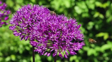 Arı polen bir çiçek toplamak.