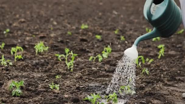 Watering the seedlings with watering can. — Stock Video